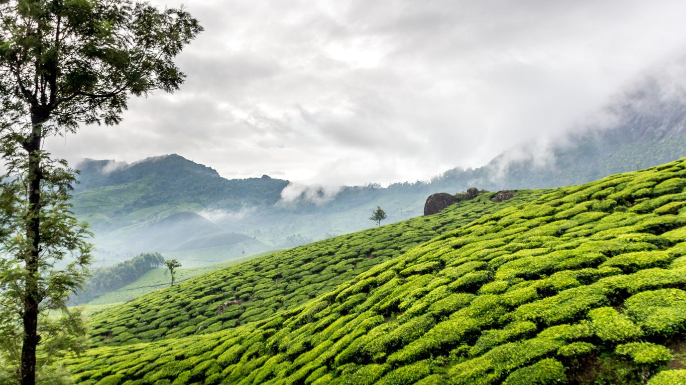 Wayanad
